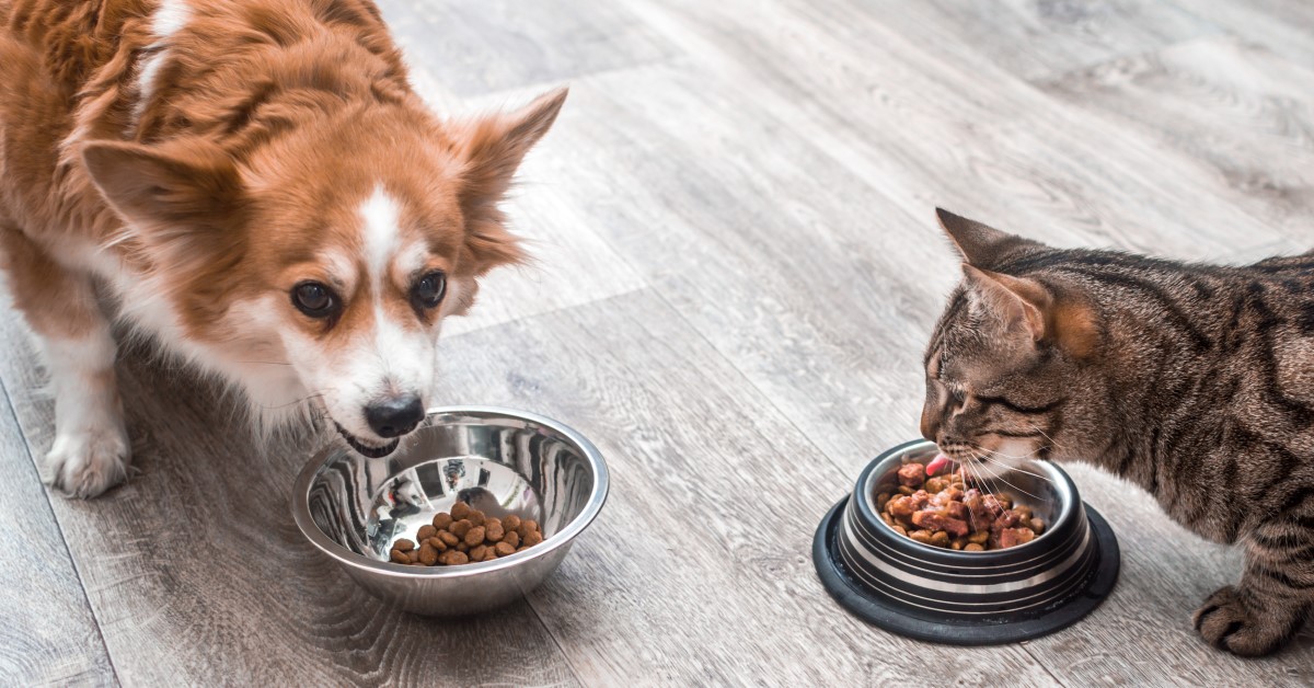 Dog Nutrition Versus Cat Nutrition